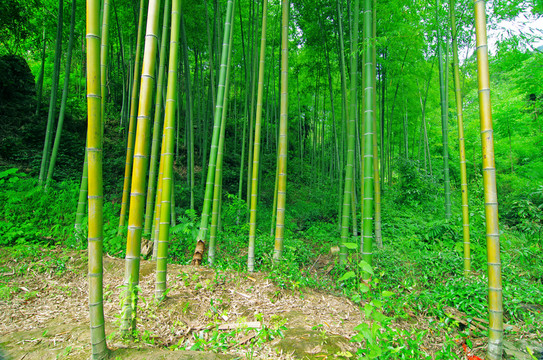 竹林 竹子
