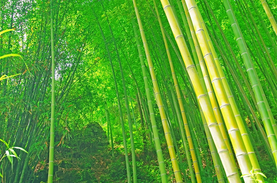 竹林