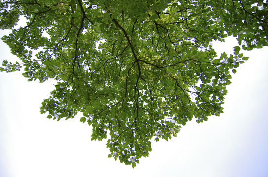 樹(shù)