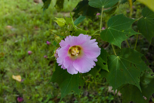花 芙蓉花 木芙蓉花