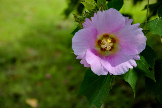 花 芙蓉花 木芙蓉花