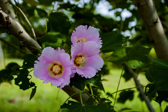 花 芙蓉花 木芙蓉花