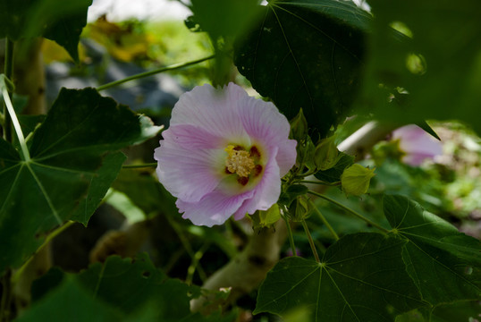 花 芙蓉花 木芙蓉花