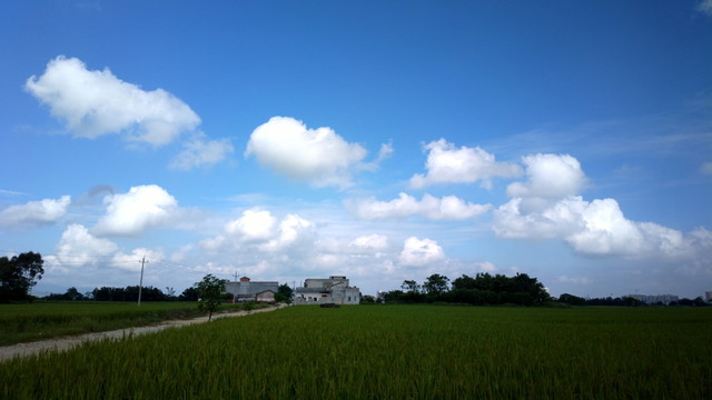 田園小路