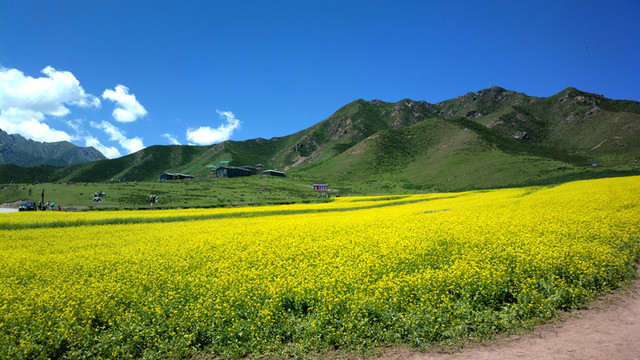 油菜花田
