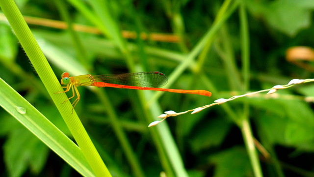 紅蜻蜓