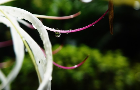雨后