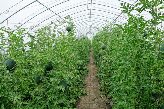 塑料大棚種植的西瓜