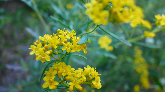 黃花