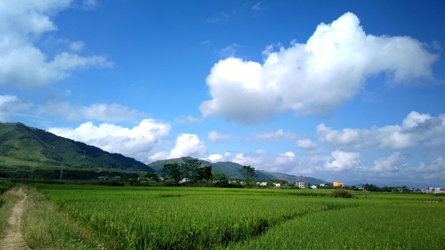 田園田野