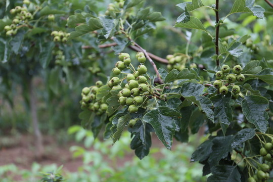 山楂樹