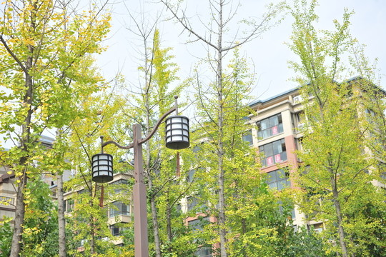 樹(shù)林