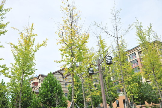 銀杏樹 樹木 秋天黃葉