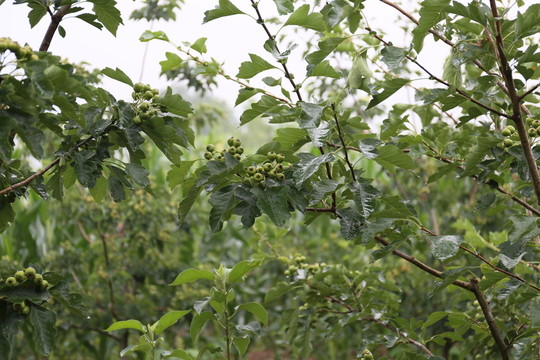 山楂樹