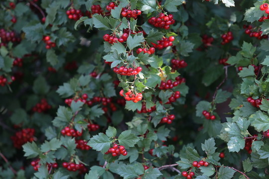 紅果