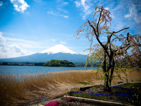 富士山