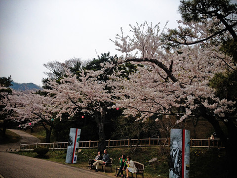 日本櫻花