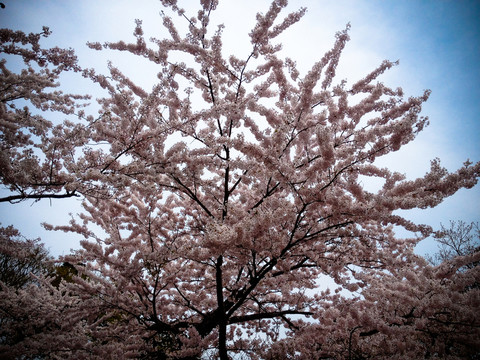 白色櫻花