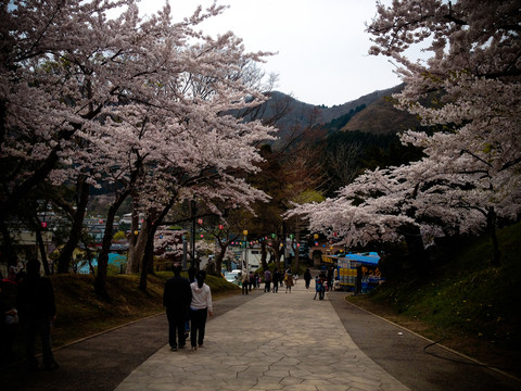 日本樱花