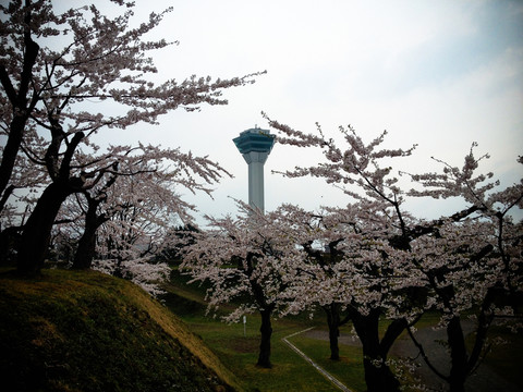 日本櫻花