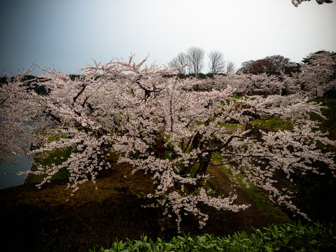 日本櫻花