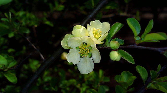 茶花