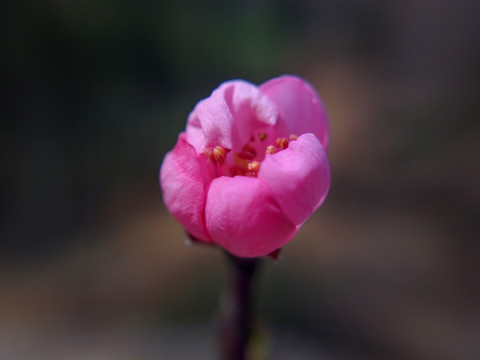 一朵紅花