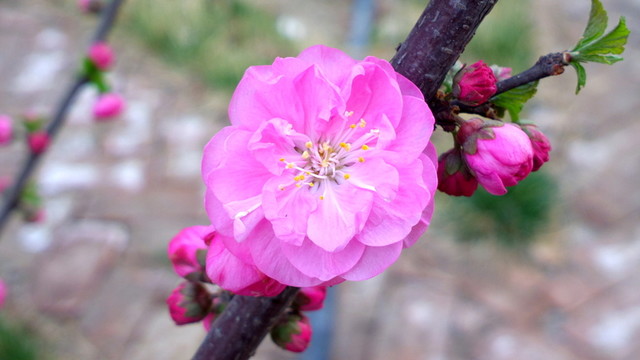 紅花