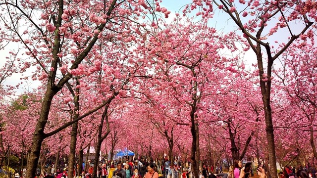 賞櫻花