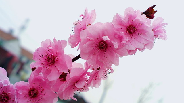 桃花盛開