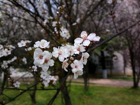 桃花
