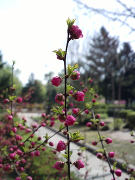 紅花