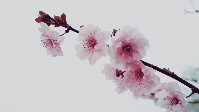 桃花