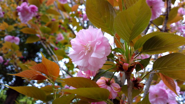 鮮花盛開