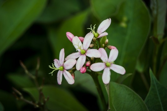鮮花開(kāi)放