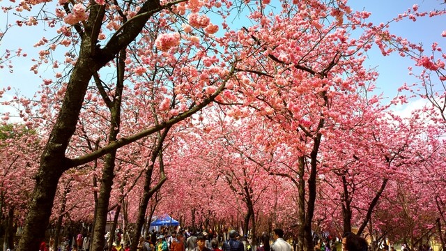 賞櫻花