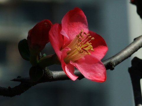梅花