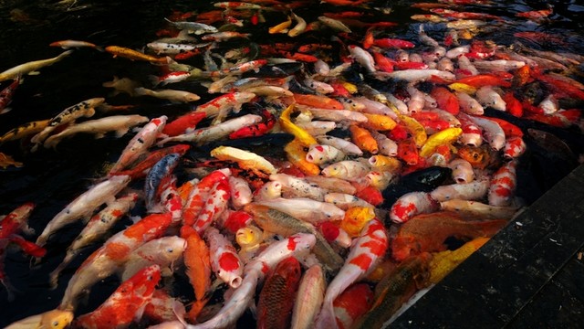 錦鯉魚