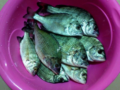 魚