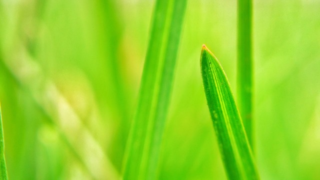 草