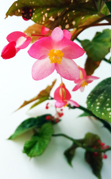 竹節(jié)海棠