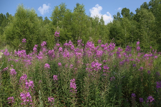 柳藍(lán)花