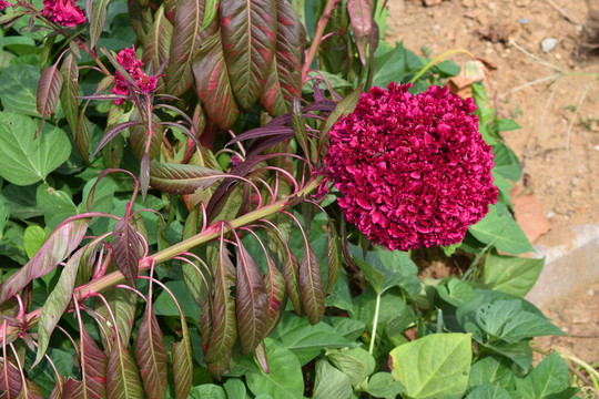 雞冠花
