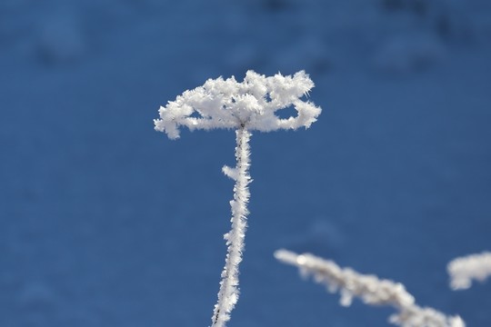 霧凇