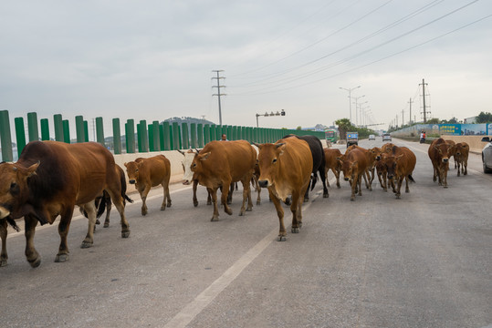 牛群過馬路