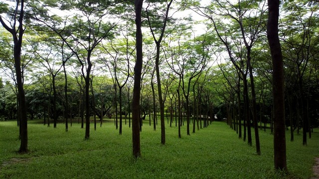 樹木草地
