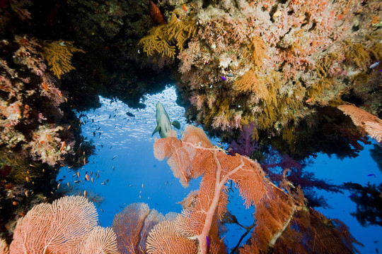 海洋；魚類和珊瑚