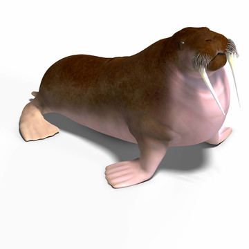 海象