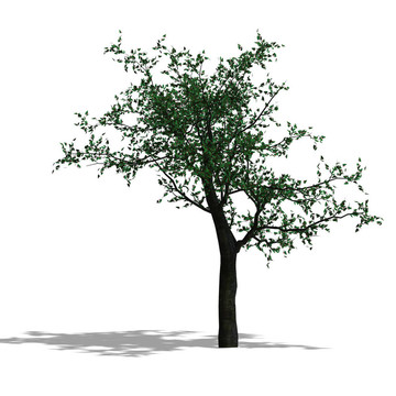 3D渲染一個(gè)broadleef樹