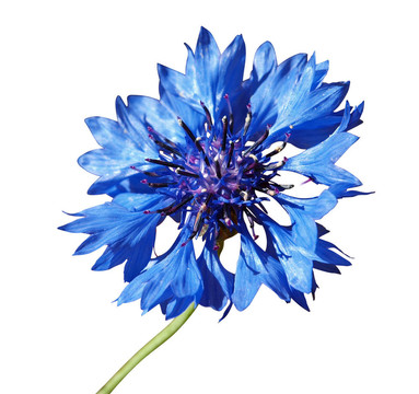 矢車(chē)菊（矢車(chē)菊）